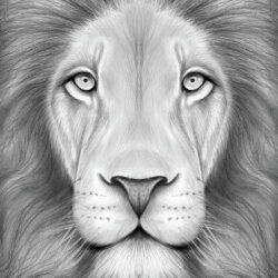 Lion Drawing Artistic Sketching