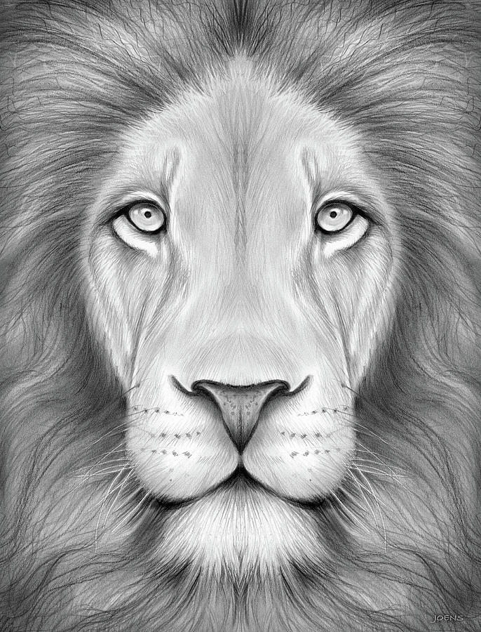Lion Drawing Artistic Sketching