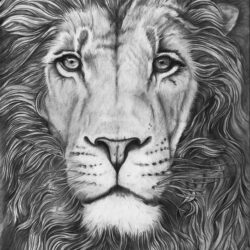 Lion Drawing Beautiful Artwork