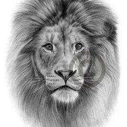 Lion Drawing Creative Style