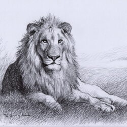 Lion Drawing Hand Drawn Sketch