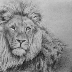 Lion Drawing Intricate Artwork