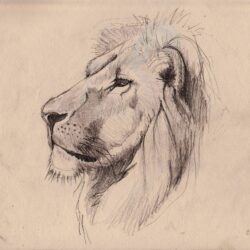 Lion Drawing Modern Sketch