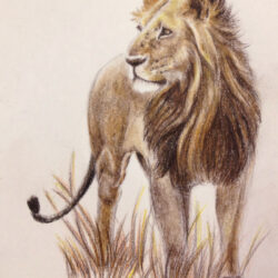 Lion Drawing Realistic Sketch