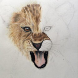 Lion Drawing Stunning Sketch