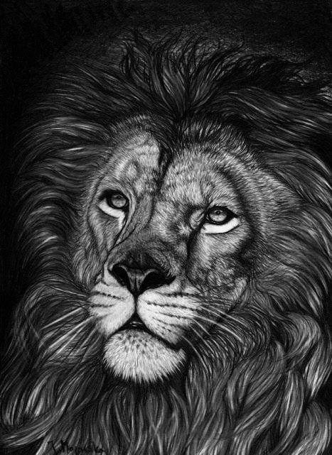 Lion King Drawing Artistic Sketching