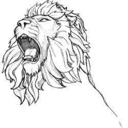 Lion Roaring Drawing Amazing Sketch