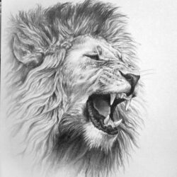 Lion Roaring Drawing Artistic Sketching