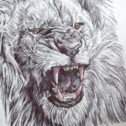 Lion Roaring Drawing Creative Style