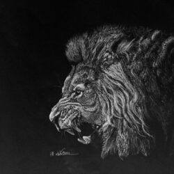 Lion Roaring Drawing Detailed Sketch