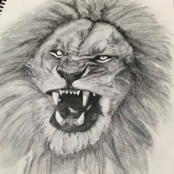 Lion Roaring Drawing Fine Art