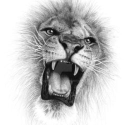 Lion Roaring Drawing Hand Drawn