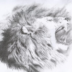 Lion Roaring Drawing Image