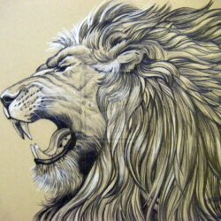 Lion Roaring Drawing Picture