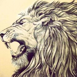 Lion Roaring Drawing Stunning Sketch