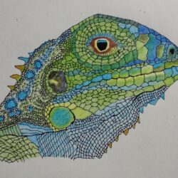 Lizard Drawing