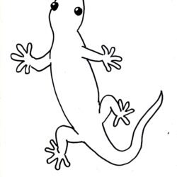 Lizard Drawing Art