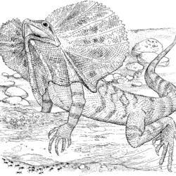 Lizard Drawing Image