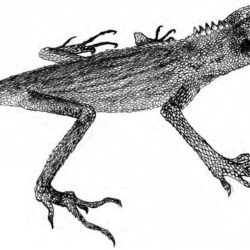 Lizard Drawing Intricate Artwork