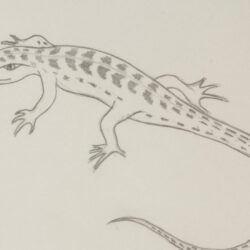 Lizard Drawing Photo