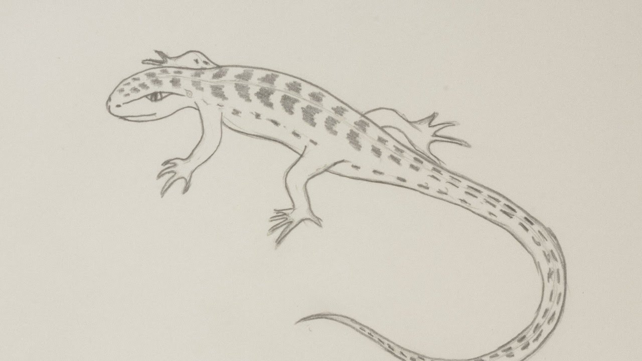 Lizard Drawing Photo