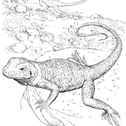 Lizard Drawing Realistic Sketch