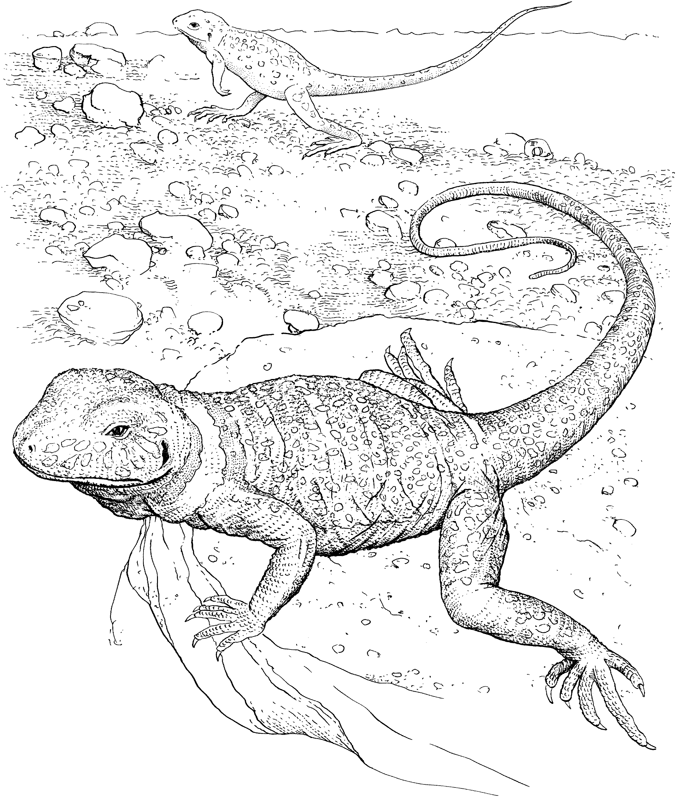Lizard Drawing Realistic Sketch