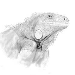 Lizard Drawing Sketch