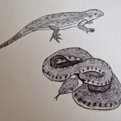 Lizard Drawing Stunning Sketch