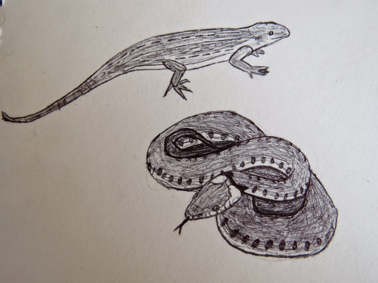 Lizard Drawing Stunning Sketch