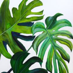 Monstera Drawing