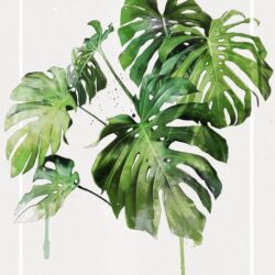 Monstera Drawing Amazing Sketch