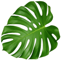 Monstera Drawing Art