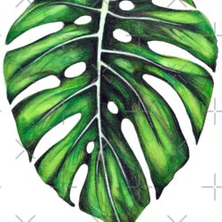 Monstera Drawing Artistic Sketching