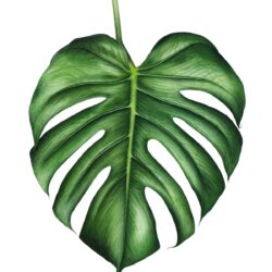 Monstera Drawing Creative Style