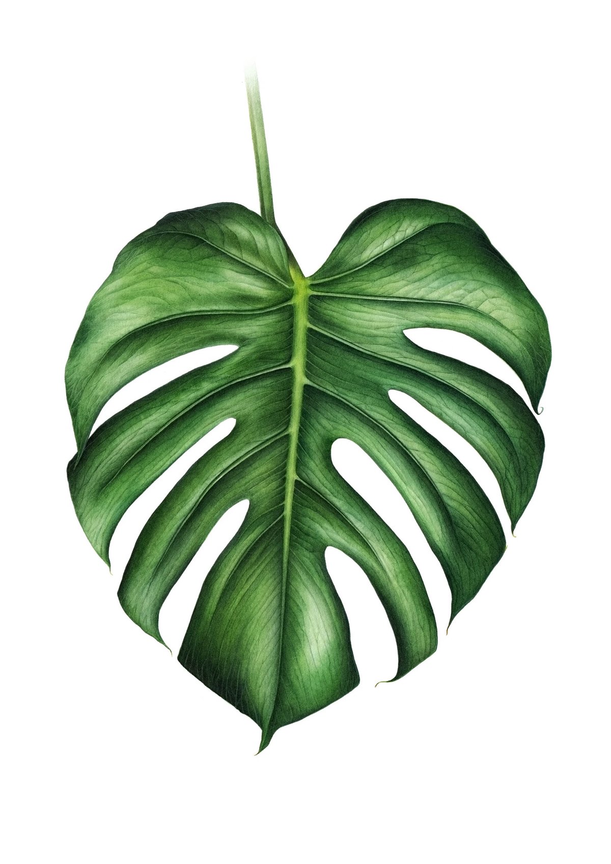 Monstera Drawing Creative Style