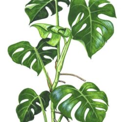 Monstera Drawing Detailed Sketch