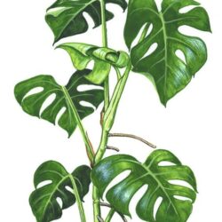 Monstera Drawing Fine Art