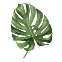 Monstera Drawing Hand Drawn Sketch