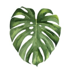 Monstera Drawing Intricate Artwork