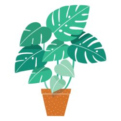 Monstera Drawing Modern Sketch