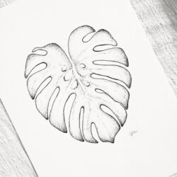 Monstera Drawing Photo