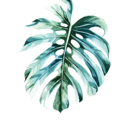 Monstera Drawing Picture