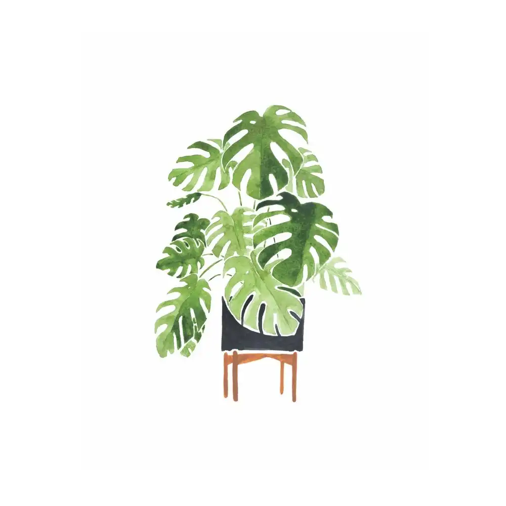 Monstera Drawing Realistic Sketch
