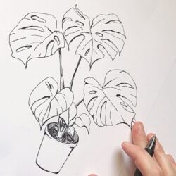 Monstera Drawing Sketch