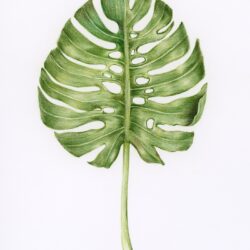 Monstera Drawing Stunning Sketch