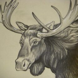 Moose Drawing Art