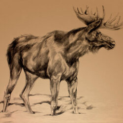 Moose Drawing Artistic Sketching