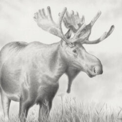 Moose Drawing Detailed Sketch