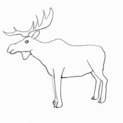 Moose Drawing Fine Art